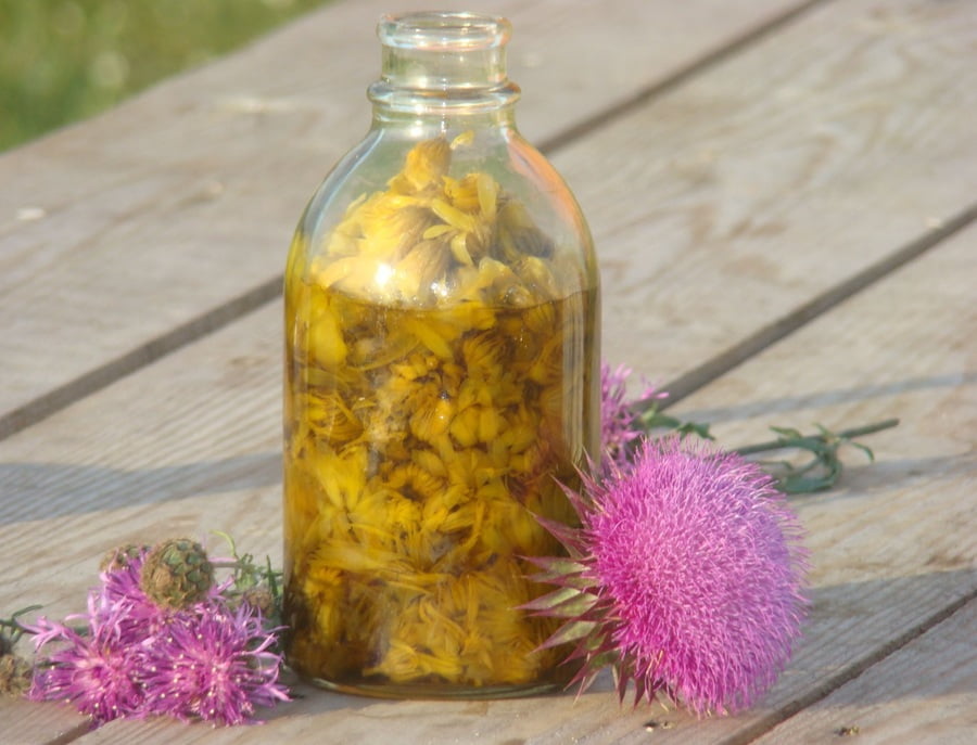 Фото: Расторопша при непроходимости маточных труб